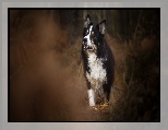 Border collie, Pies, Trawa